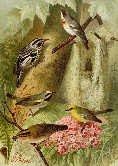 Die Nordamerikanische Vogelwelt pl12 by Густав Мюцель, 1891 — digital art print download