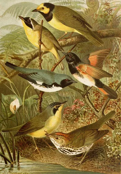 Die Nordamerikanische Vogelwelt pl15 by Gustav Mützel, 1891 — digital art print download