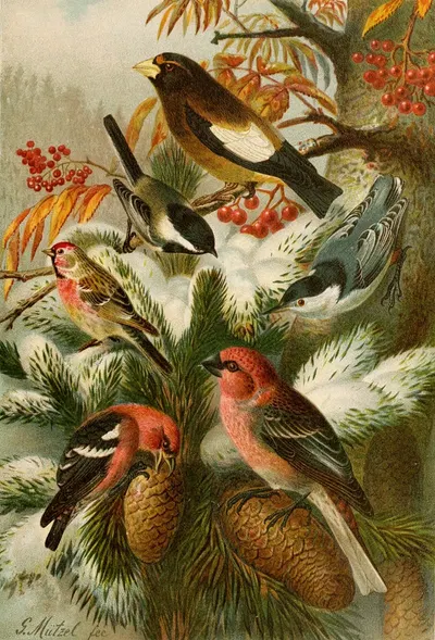 Die Nordamerikanische Vogelwelt pl22 by Густав Мюцель, 1891 — digital art print download