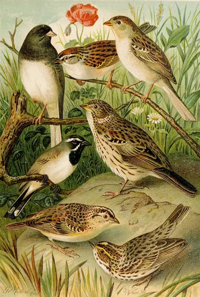 Die Nordamerikanische Vogelwelt pl24 by Gustav Mützel, 1891 — digital art print download