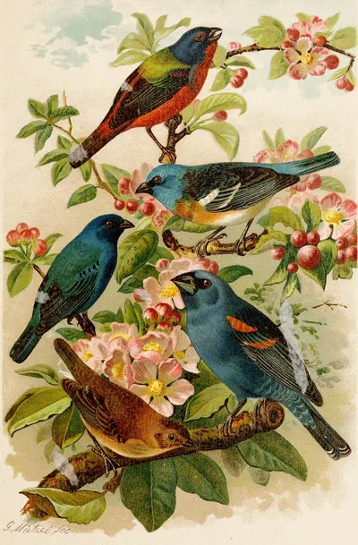 Die Nordamerikanische Vogelwelt pl28 by Gustav Mützel, 1891 — digital art print download