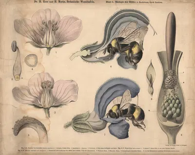 Pollination by insects by H. Morin, 1911 — digital art print download