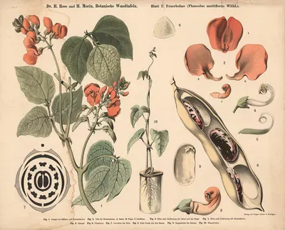 Runner bean (Phaseolus multiflorus) by H. Morin, 1911 — digital art print download