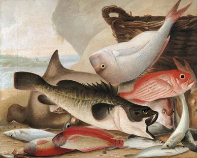 Fish catch and Dawes Point, Sydney Harbour by John William Lewin, 1813 — digital art print download