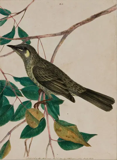 Yellow-eared honeysucker (Meliphaga chrysotis) by John William Lewin, 1805 — digital art print download