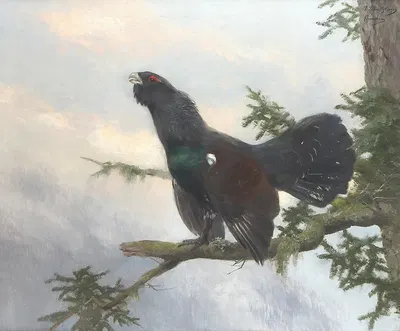 Auerhahn by Йозеф Шмитцбергер — digital art print download