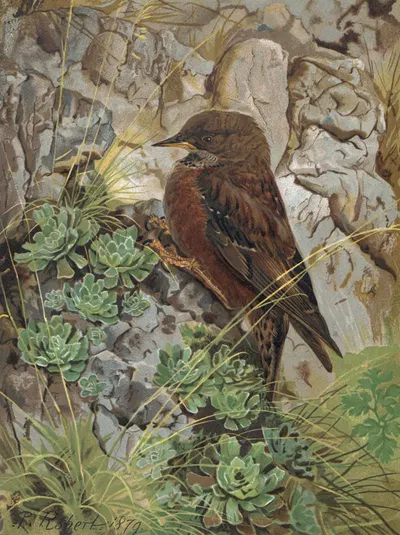 Accenteur des Alpes by Léo-Paul Robert, 1879 — digital art print download