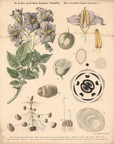 Potato (Solanum tuberosum L.) by H. Morin, 1911 — digital art print download