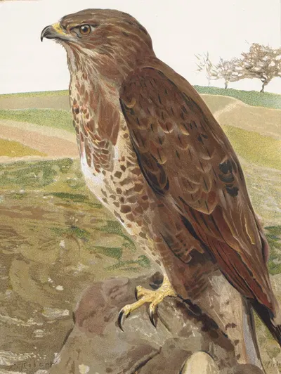 Buse by Léo-Paul Robert, 1880 — digital art print download