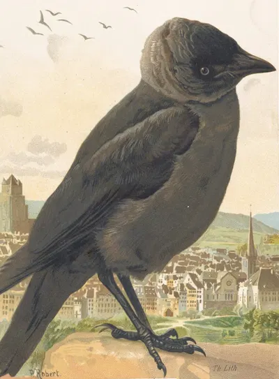 Choucas (corbeau) by Léo-Paul Robert, 1880 — digital art print download