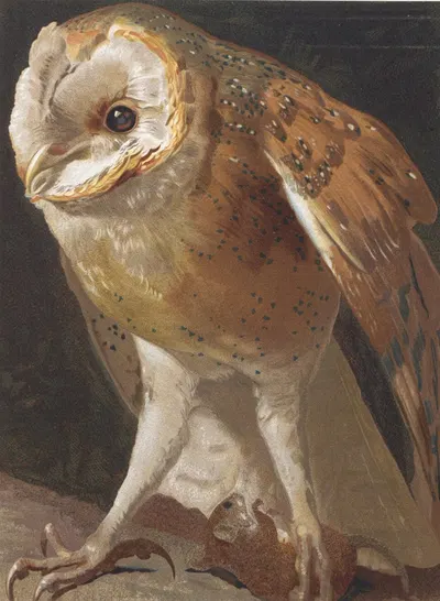 Effraie by Léo-Paul Robert, 1880 — digital art print download