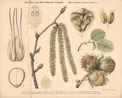 Hazelnut (Corylus Avellana) by H. Morin, 1911 — digital art print download