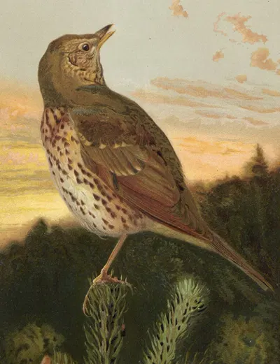 Grive Musicienne by Léo-Paul Robert, 1880 — digital art print download