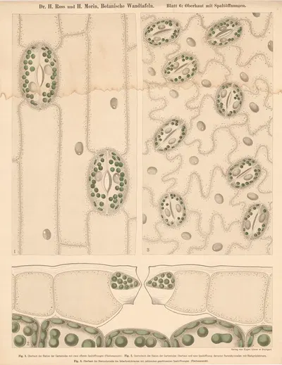 Epidermis with stomata by H. Morin, 1911 — digital art print download