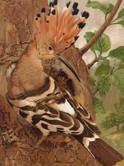 Huppe by Léo-Paul Robert, 1880 — digital art print download