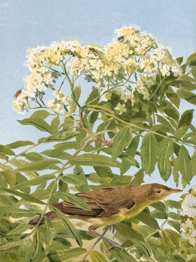 Hypolais Polyglotte by Léo-Paul Robert, 1878 — digital art print download