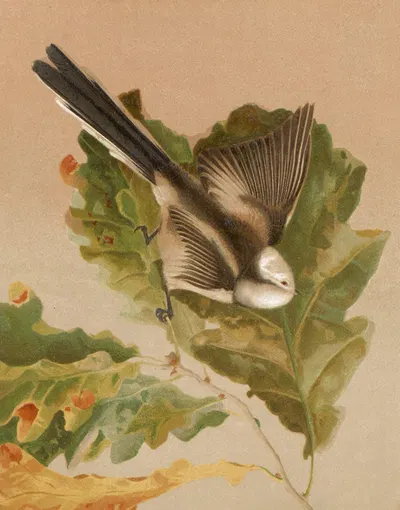 Mésange a longue queue by Léo-Paul Robert, 1880 — digital art print download