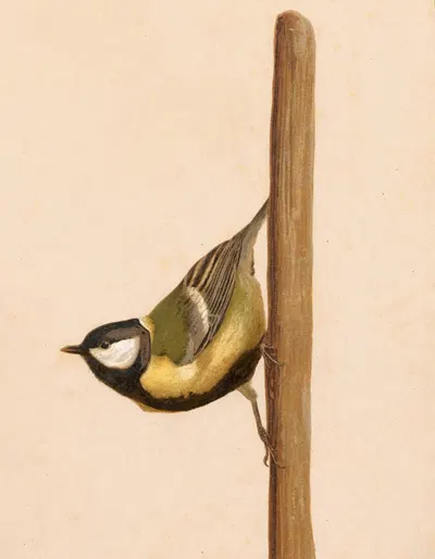 Mésange Charbonniére by Léo-Paul Robert, 1880 — digital art print download