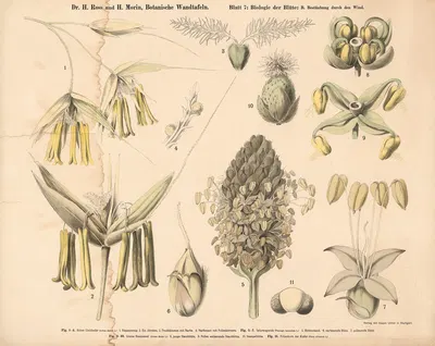 Wind pollination by H. Morin, 1911 — digital art print download