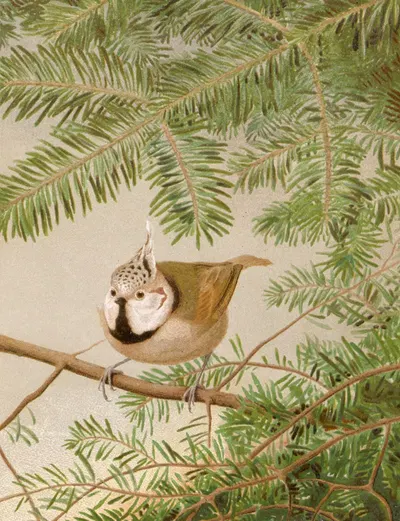 Mésange Huppée by Léo-Paul Robert, 1880 — digital art print download