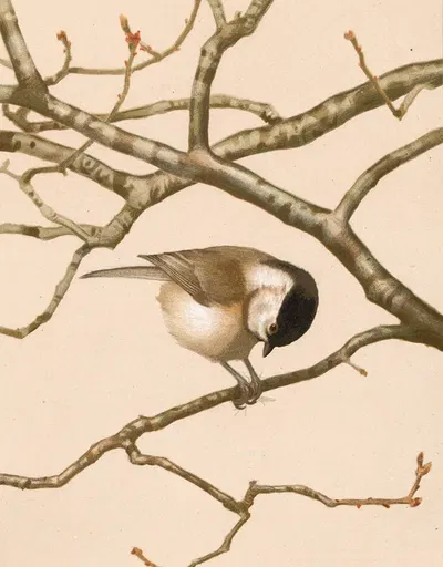 Mésange Nonnette by Léo-Paul Robert, 1880 — digital art print download