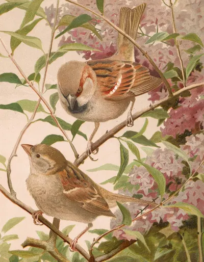 Moineau Franc by Léo-Paul Robert, 1880 — digital art print download
