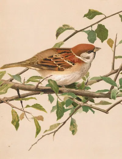 Moineau Friquet by Léo-Paul Robert, 1880 — digital art print download