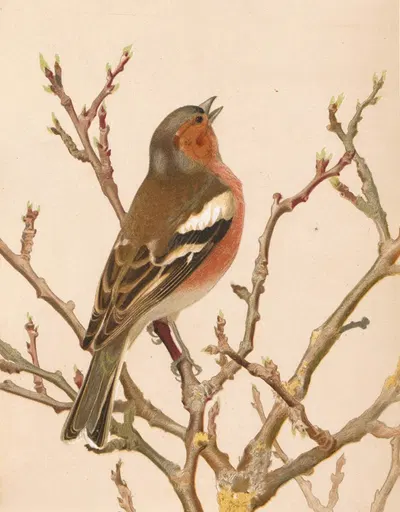 Pinson Commun by Léo-Paul Robert, 1880 — digital art print download