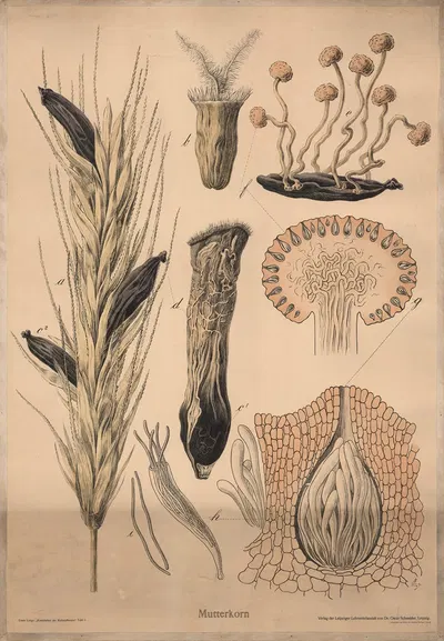Ergot (Claviceps purpurea) by Hermann Springer, 1911 — digital art print download