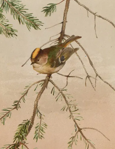 Roitelet by Léo-Paul Robert, 1880 — digital art print download