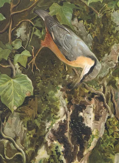 Sitelle by Léo-Paul Robert, 1880 — digital art print download