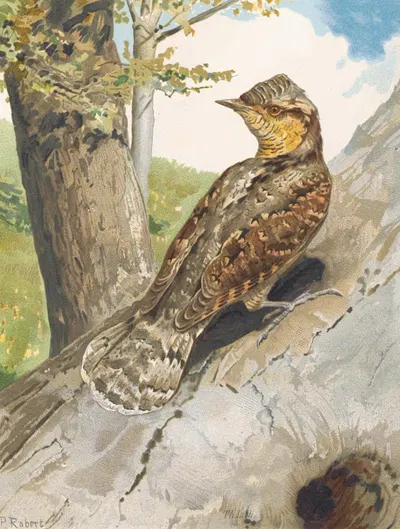 Torcol by Léo-Paul Robert, 1880 — digital art print download