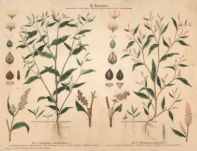 Pale willow-weed, Persicaria, redshank by Knut Quelprud, 1913 — digital art print download