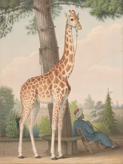 Study of the Giraffe Given to Charles X by the Viceroy of Egypt by Nicolas Huet The Younger, 1827 — digital art print…