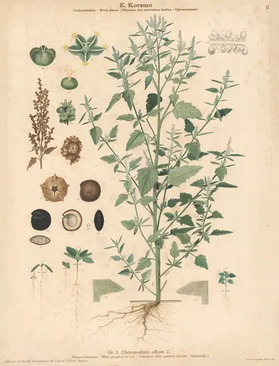 White goosefoot, fat hen by Knut Quelprud, 1913 — digital art print download