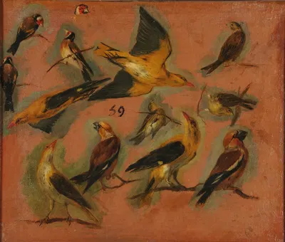 Chardonnerets, oiseaux Stade de création étude by Pieter Boel — digital art print download