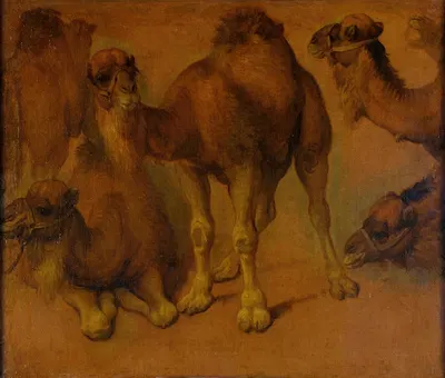 Dromadaires et têtes de dromadaires by Pieter Boel — digital art print download