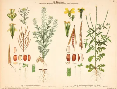Flixweed, Hedge mustard by Knut Quelprud, 1913 — digital art print download