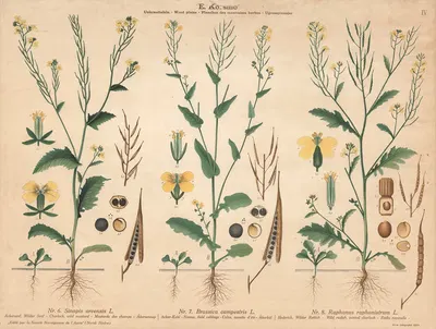 Wild mustard, Field cabbage, Wild radish, jointed charlock by Knut Quelprud, 1913 — digital art print download
