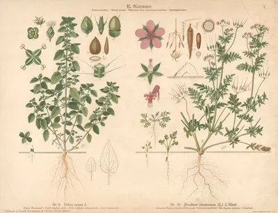 Small stinging nettle, Common stork's-bill by Knut Quelprud, 1913 — digital art print download