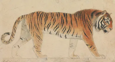 A Tiger by Томас Стотард — digital art print download