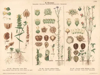 Greater yellow rattle, Flax doder, Clover dodder by Knut Quelprud, 1913 — digital art print download