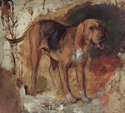 Study of a bloodhound by William Holman Hunt, 1848 — digital art print download