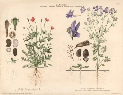 Pale poppy, Field larkspur by Knut Quelprud, 1913 — digital art print download