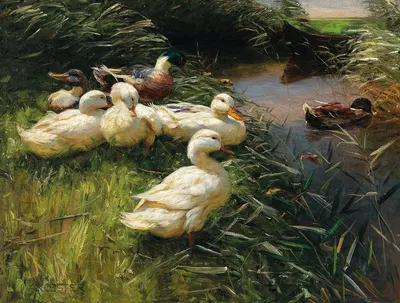 Ducks on the Lakeside in Reeds with a Boat by Александр Кёстер — digital art print download
