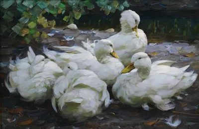 Fünf ruhende weiße Enten by Александр Кёстер — digital art print download