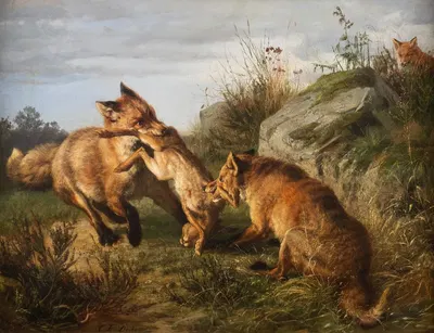 Two foxes fighting for their prey by Карл Фридрих Дейкер — digital art print download