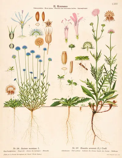 Sheep's-bit, Field scabious by Knut Quelprud, 1913 — digital art print download