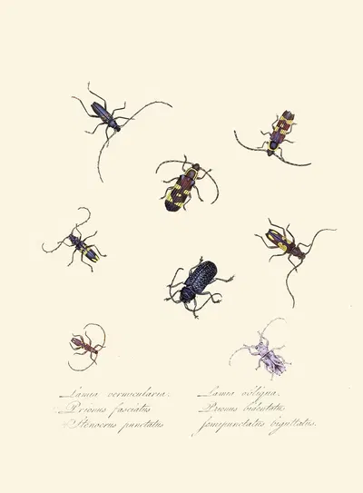 An epitome of the natural history of the insects of New Holland, New Zealand Pl.05 by Edward Donovan, 1805 — digital art…