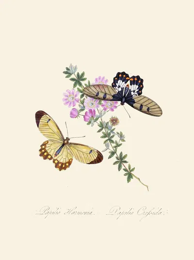 An epitome of the natural history of the insects of New Holland, New Zealand Pl.11 by Edward Donovan, 1805 — digital art…